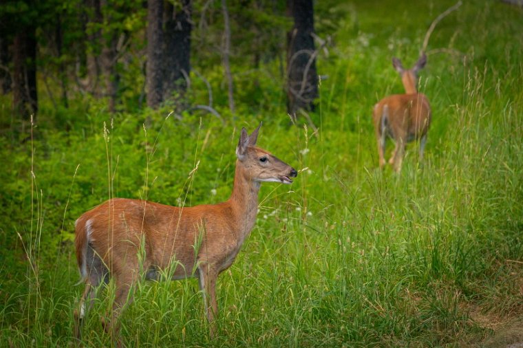 102 Glacier NP.jpg